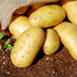 Pentland Dell Potato Seeds