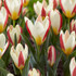 Tulip The First (Kaufmanniana)