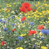 Irish Wildflowers For 'Damp Sites'
