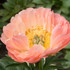 Paeonia Coral Sunset (Discontinued ?)