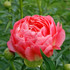 Paeonia Coral Sunset