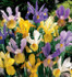 100 Mr Middleton Special Selection Iris for Cut Flowers