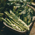 Broad Bean Bunyards Exhibition