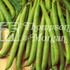 Dwarf Bean Tendergreen