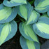 Hosta touch of class Hosta touch of class