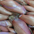 Shallot French Griselle Bulbs