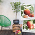 Duo Patio Apple Tree