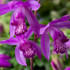 Bletilla Striata Purple