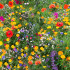Irish Wildflowers For 'Damp Sites'