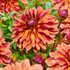 Dahlia Miss Brandy Small Decorative