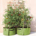 Tomato Patio Planters (pack of 2)