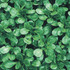 Lambs Lettuce Favor