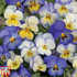 Viola Cool Summer Breeze - Takii Mixed