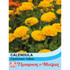 Calendula Candyman Yellow
