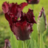 Tulip Black Parrot