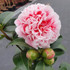 Camellia Wil. ‘volunteer’ ®