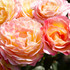 Rose Gorgeous Mitsouko