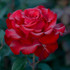 Rose Grande Amore