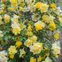 Golden Showers Climbing Rose