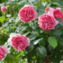 Rose Chippendale