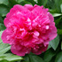 Paeonia Edulis Superba