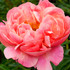 Paeonia Coral Charm