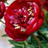 Paeonia Buckeye Belle