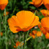 Californian Poppy Sun Shades