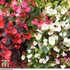 Begonia semperflorens 'Sun Shade Mix' F2 Hybrid