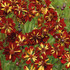 Coreopsis tinctoria 'Roulette'