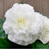 Crispa Begonia White