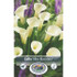 Calla Lily Albo Maculata SBS
