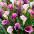 Calla Lily Pasja