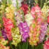 Gladiolus Parrot mixed