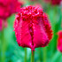 Tulip Barbados Fringed