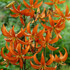 Lilium Orange Marmalade