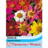 Dahlia coccinea 'Species Mixed'