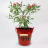 Chilli Metal Fire Bucket Gift Set