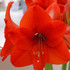 Amaryllis Naranja
