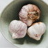 Garlic Garcua Softneck Variety