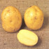 Premiere Seed Potatoes