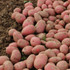 Alouette Seed Potatoes