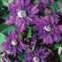 Clematis Multi-Blue Climber