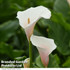 Arum Lily 'Pink Splash' 