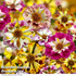 Coreopsis Coreopsis Incredible Sea Shells MixIncredible Sea Shells Mix