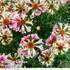 Coreopsis Incredible Sea Shells Mix 