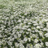 Orlaya Grandiflora Kew Collection