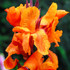 Canna ‘Wyoming’