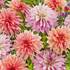 Dahlia Summer Madness