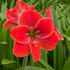 Amaryllis Magical Touch